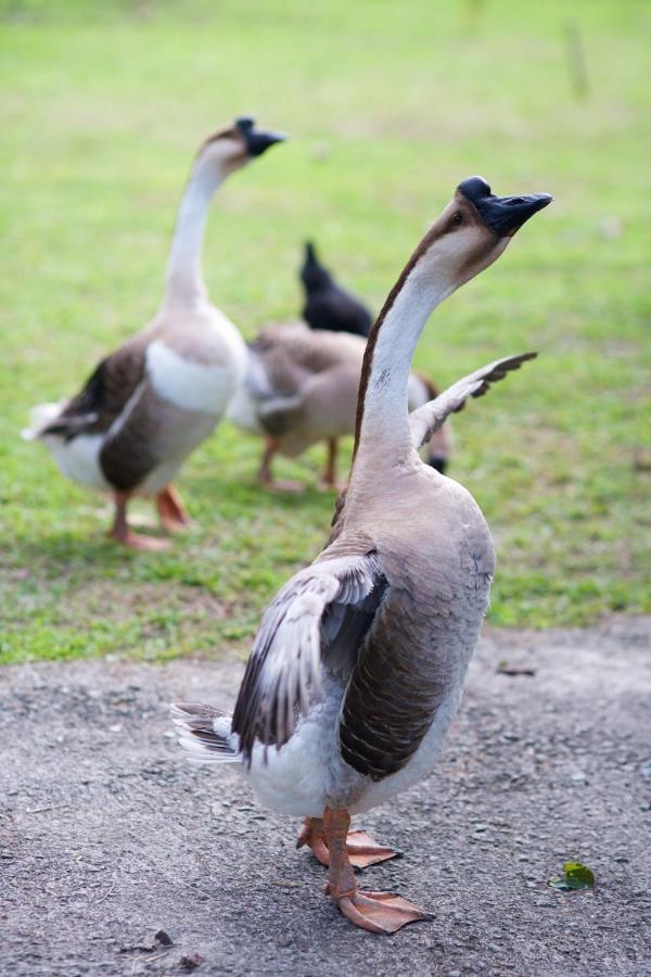 Meihua Lake Leisure Farm Dongshan  Dış mekan fotoğraf